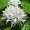 Coffee Blossom