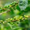 Coffee Tree