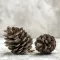Conifer