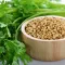 Coriander
