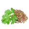 Coriander Seeds