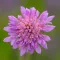 Cornflower Seeds