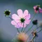Cosmos Flower