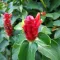 Costus