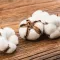 Cotton Flower