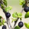 Currant Leaf and Bud