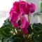 Cyclamen