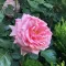 Damascus Rose