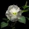 Datura