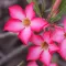 Desert Rose