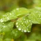 Dew Drop