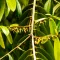 Ebony Tree