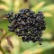 Elderberry