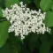 Elderflower