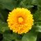 English Marigold