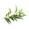 Eucalyptus