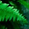 Fern
