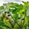 Fig tree