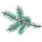 Fir