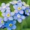 Forget Me Not