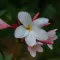 Frangipani