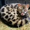 Genet