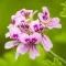 Geranium Bourbon