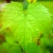 Grape Leaves