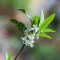 Grapefruit Blossom