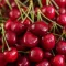 Griotte Cherries