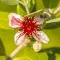 Guava Blossom