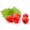 Hawthorn