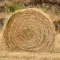 Hay