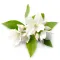 Hedione