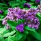 Heliotrope