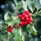 Holly Flower
