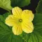 Honeydew Blossom