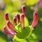 Honeysuckle