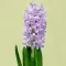 Hyacinth