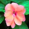 Impatiens