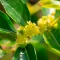Jujube Blossom
