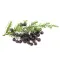 Juniper