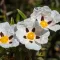 Labdanum