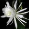 Lady of the Night Flower