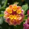 Lantana