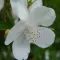 Leatherwood