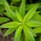 Lemon Verbena