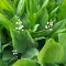 Lily of the Valley Leaves