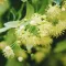 Lime (Linden) Blossom