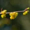 Litsea Cubeba